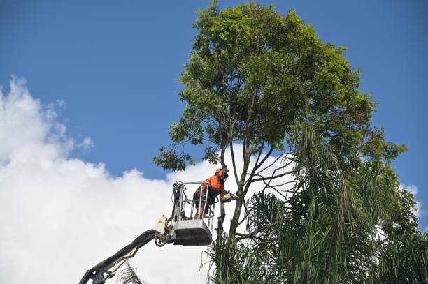 Best Hedge Trimming  in Atherton, CA