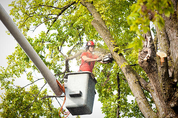How Our Tree Care Process Works  in  Atherton, CA