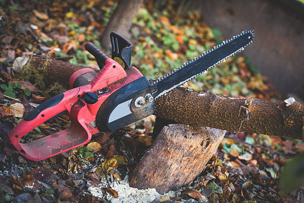 Tree and Shrub Care in Atherton, CA