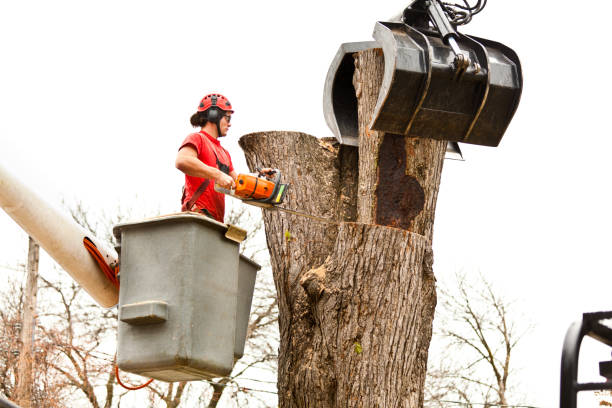 Trusted Atherton, CA Tree Care Experts